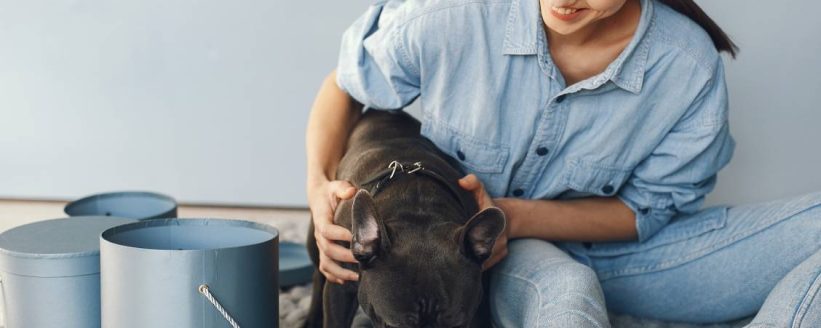 elegant-woman-blue-shirt-with-black-bulldog-min
